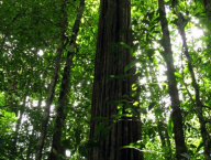 V lese dominují menší stromy a velikánů není moc k vidění